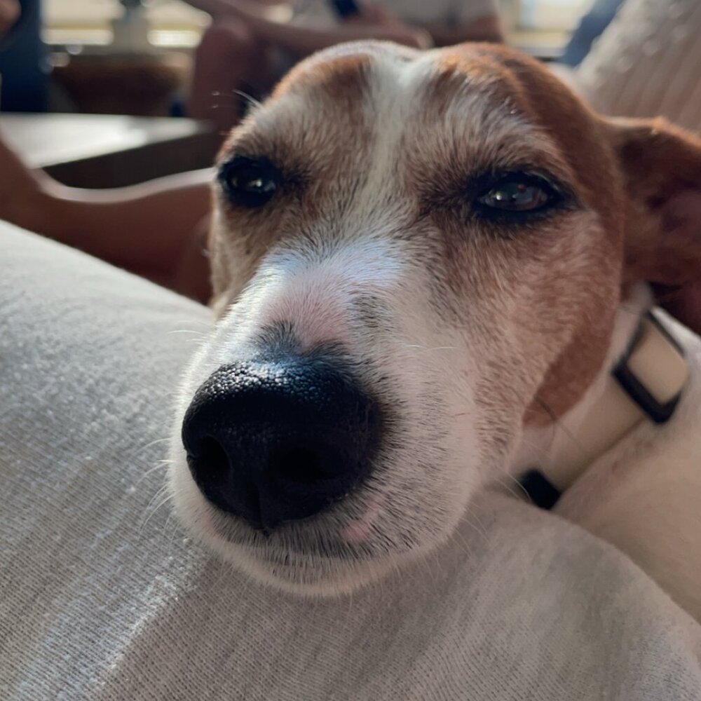 Meet your Posher, Cooper